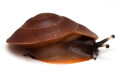 Pleurodonte excellens juvenil
